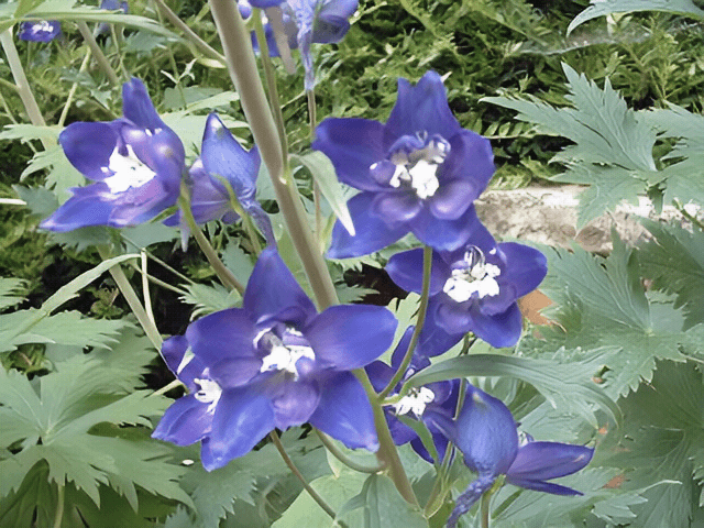 Beautiful plants. Image 4